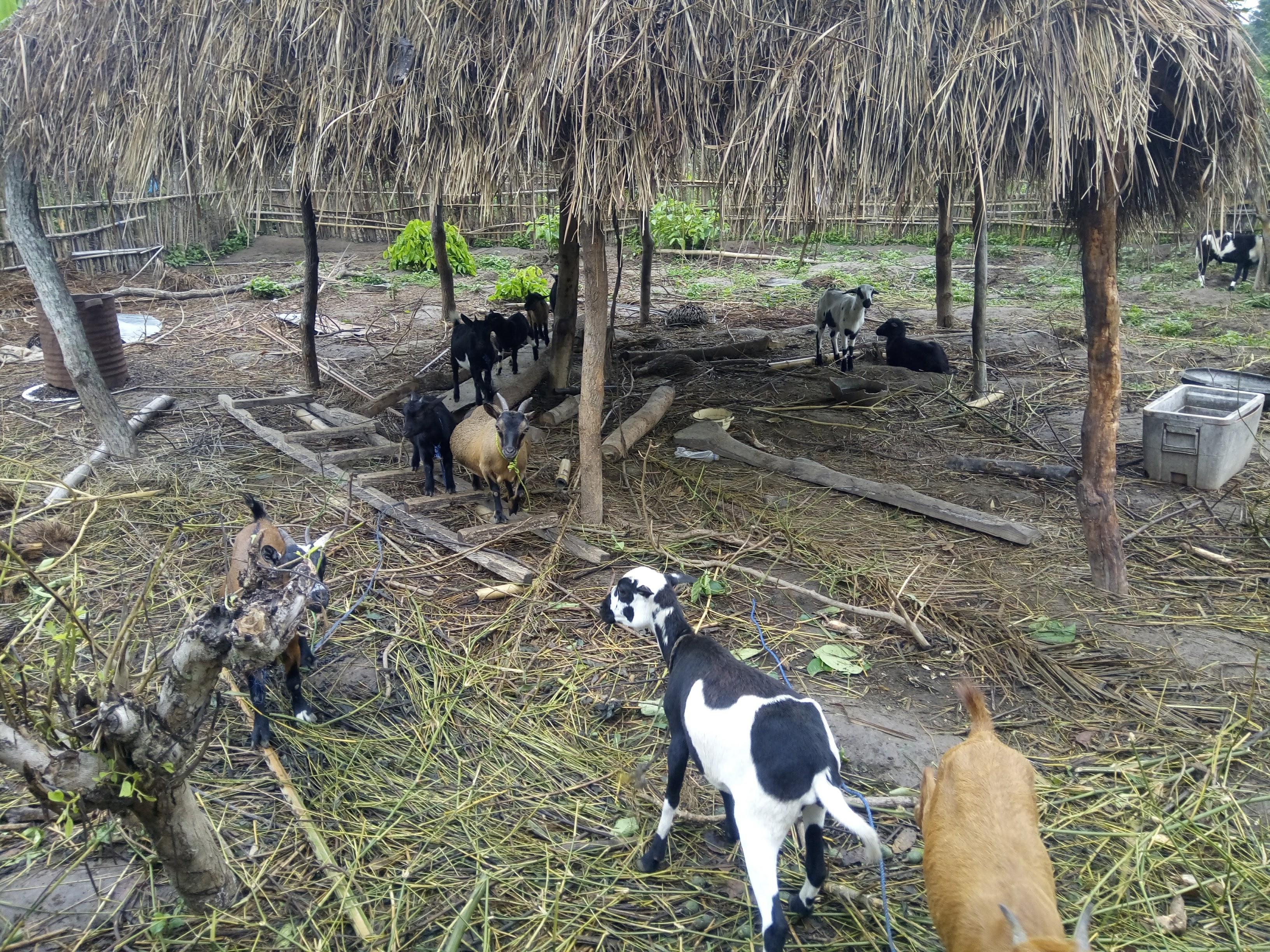 Goats in the shaded pen at One100 Farms and Foods